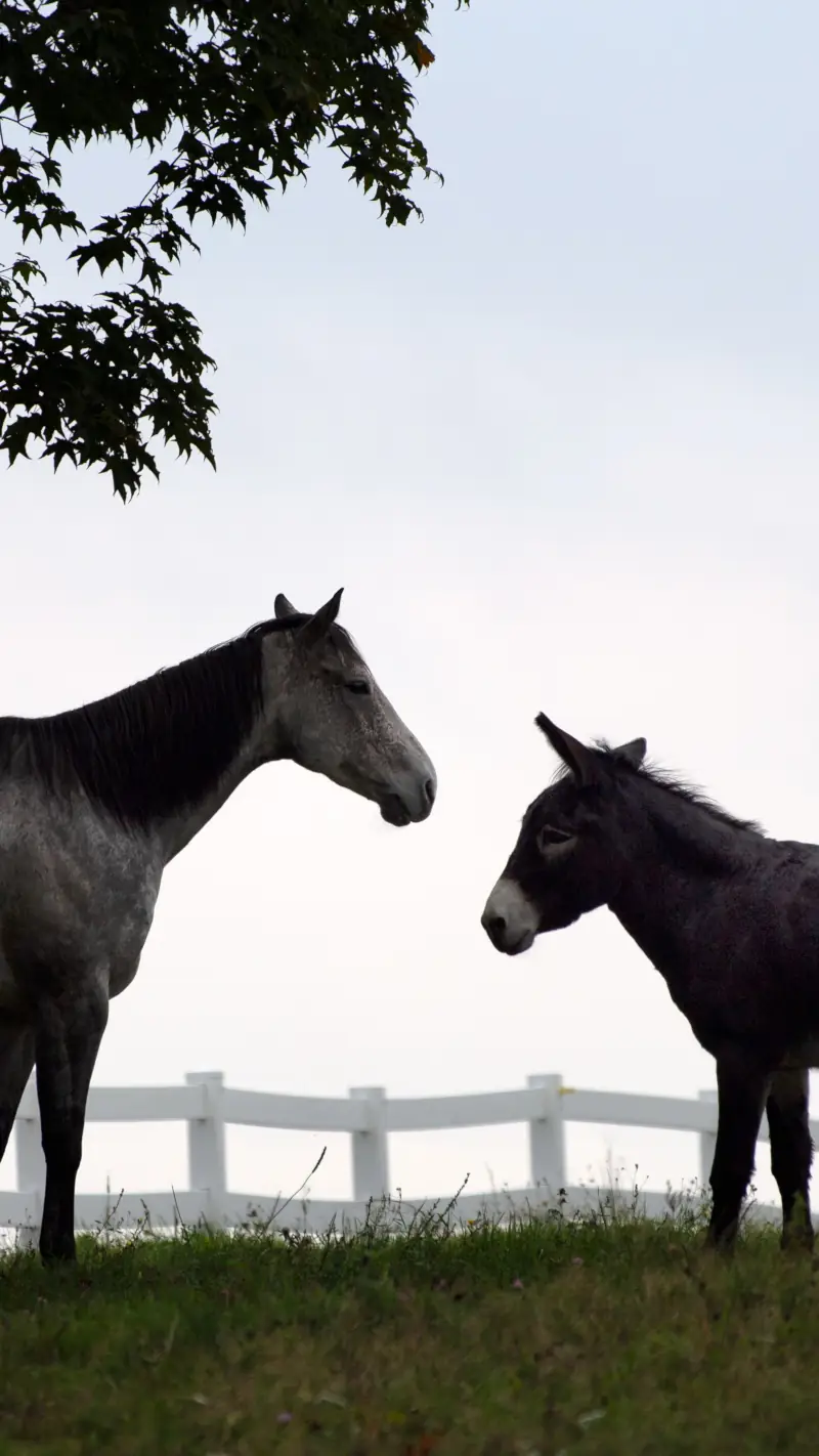 Horse, Donkey