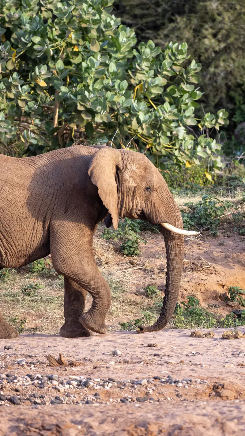 Elephant