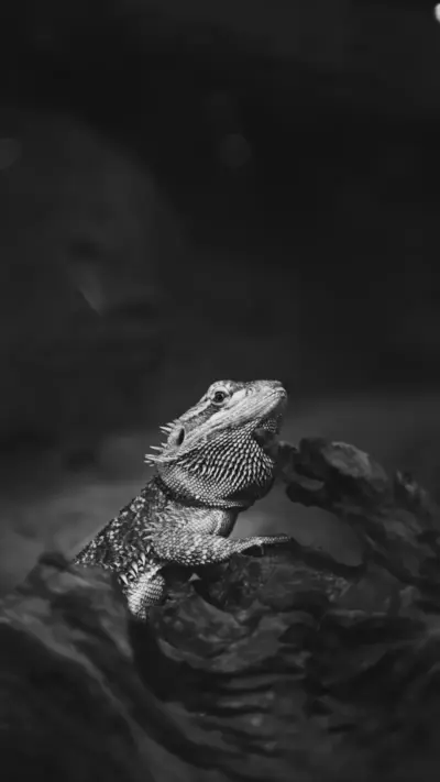 Lézard