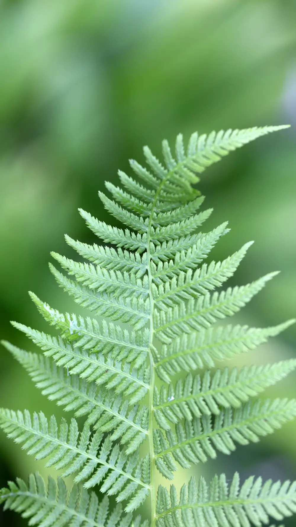 Feuille
