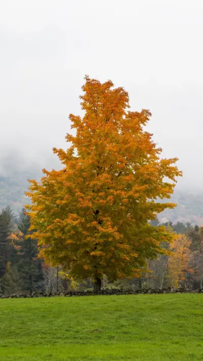 Arbres