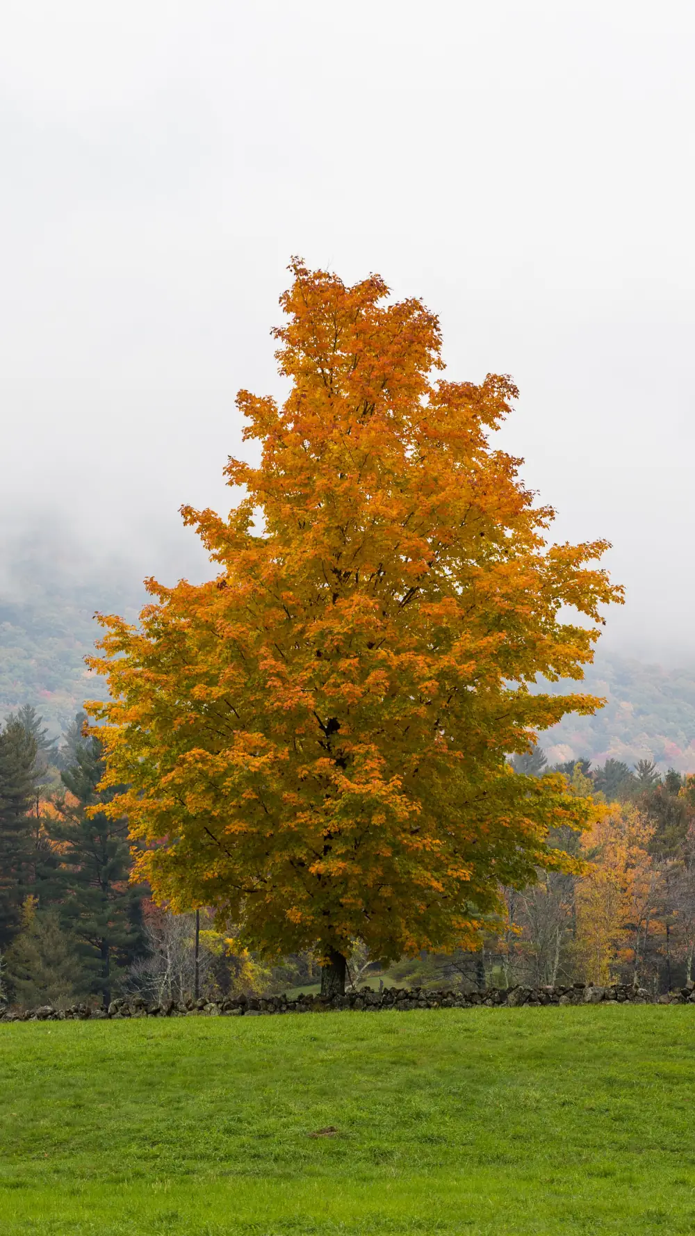 Arbres
