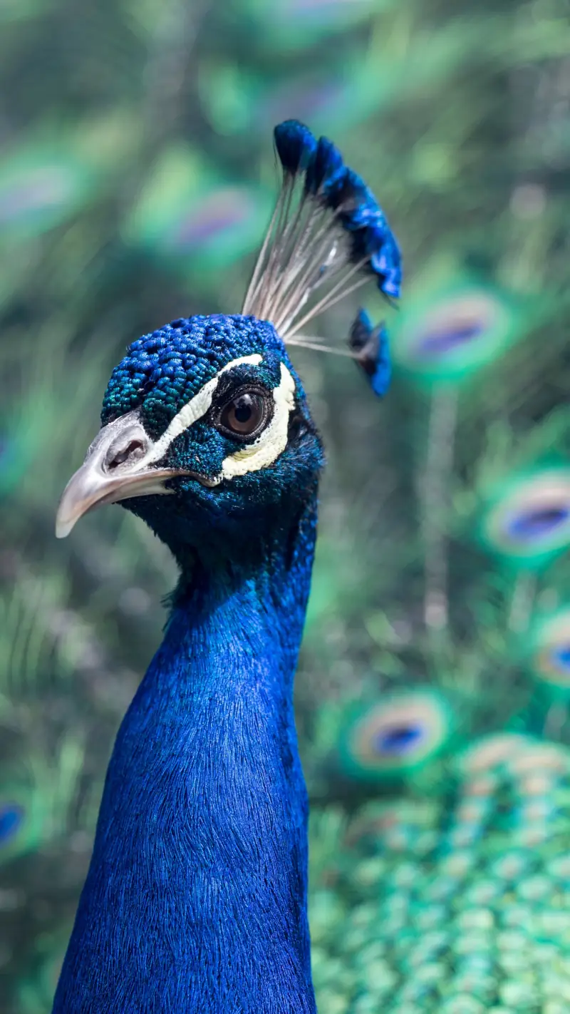 Peacock