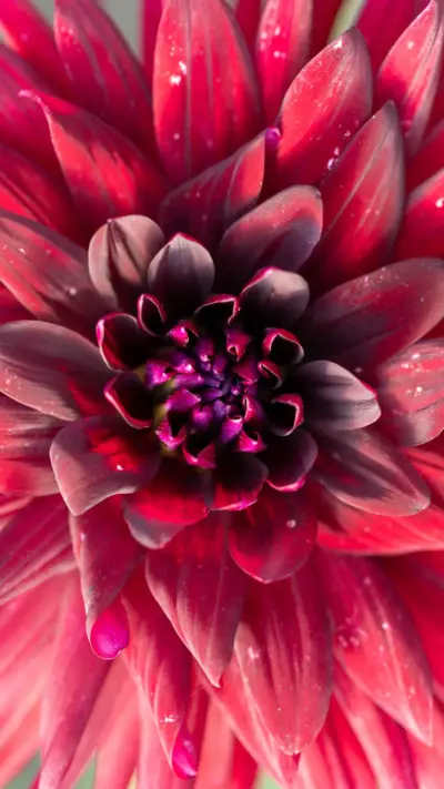 Fleur