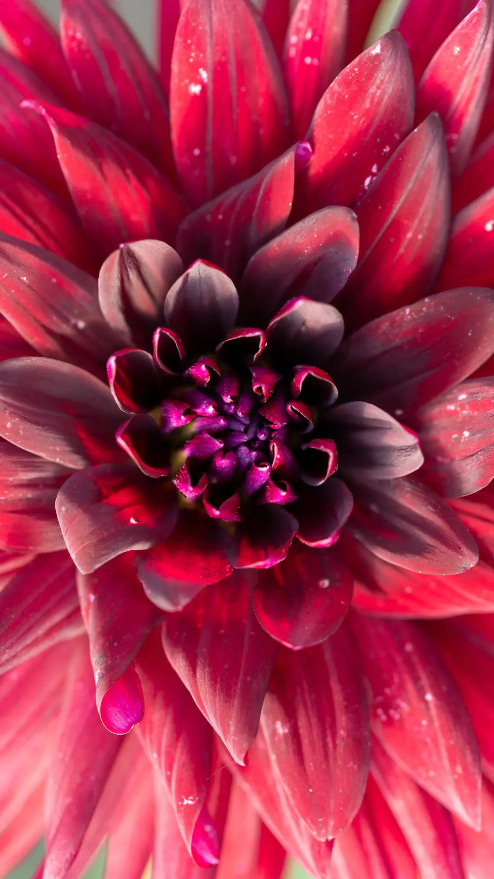 Fleur