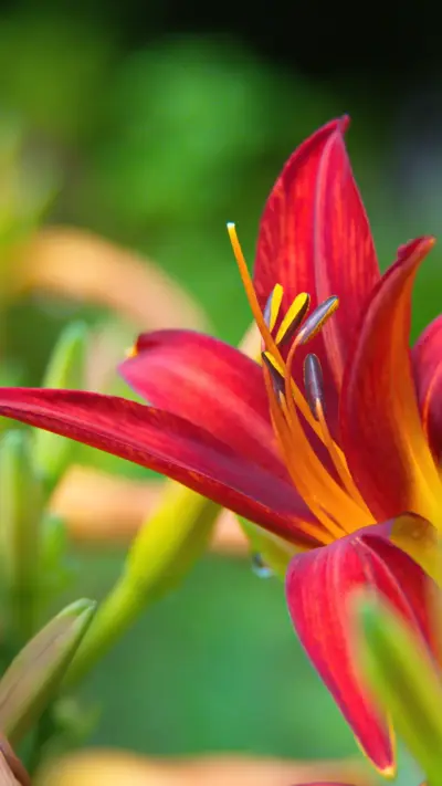 Fleur
