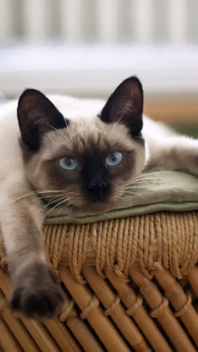 Chat