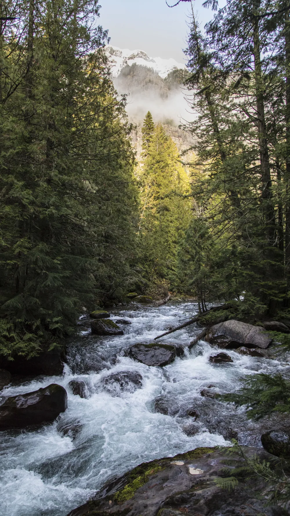 Foret, Riviere
