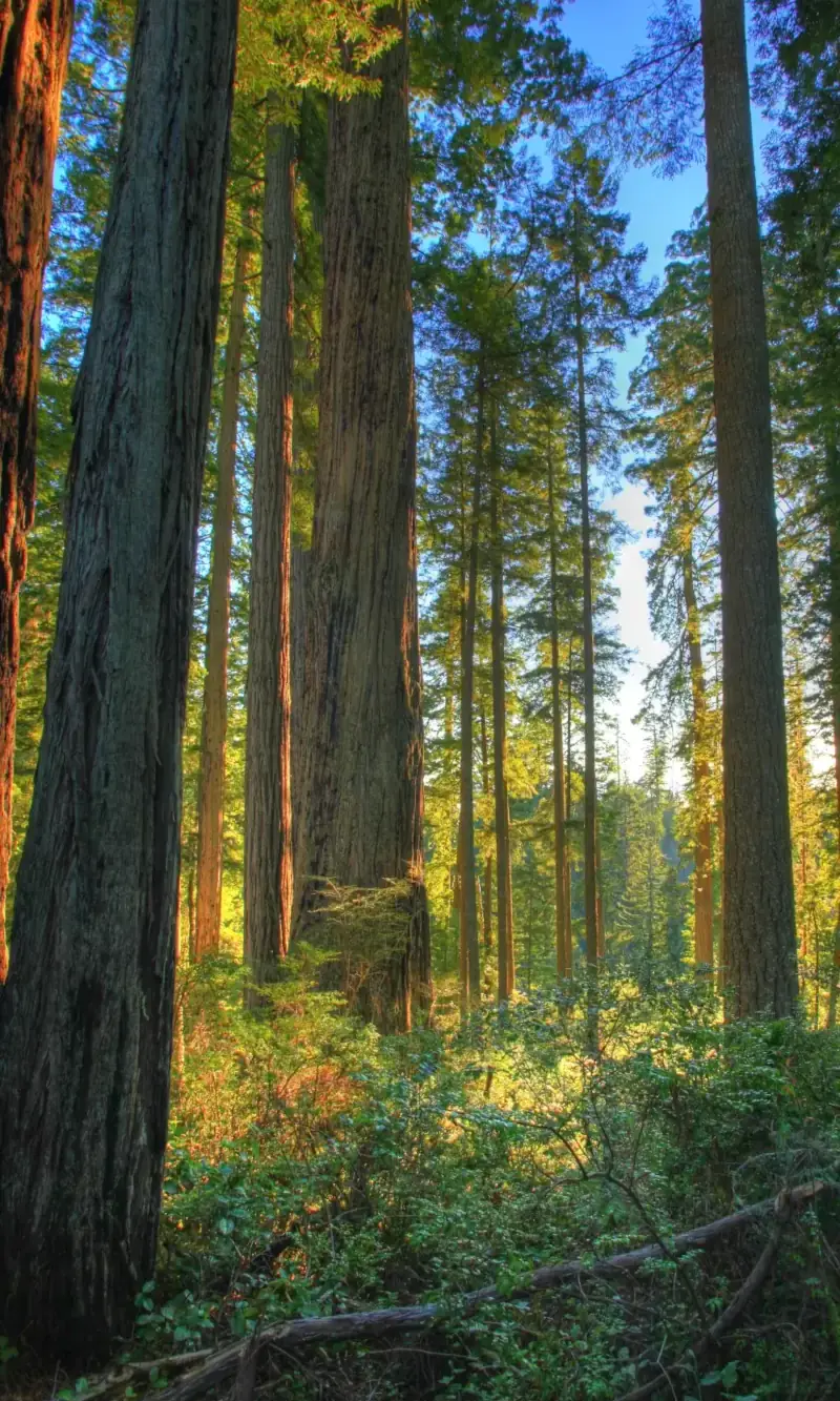 Forest