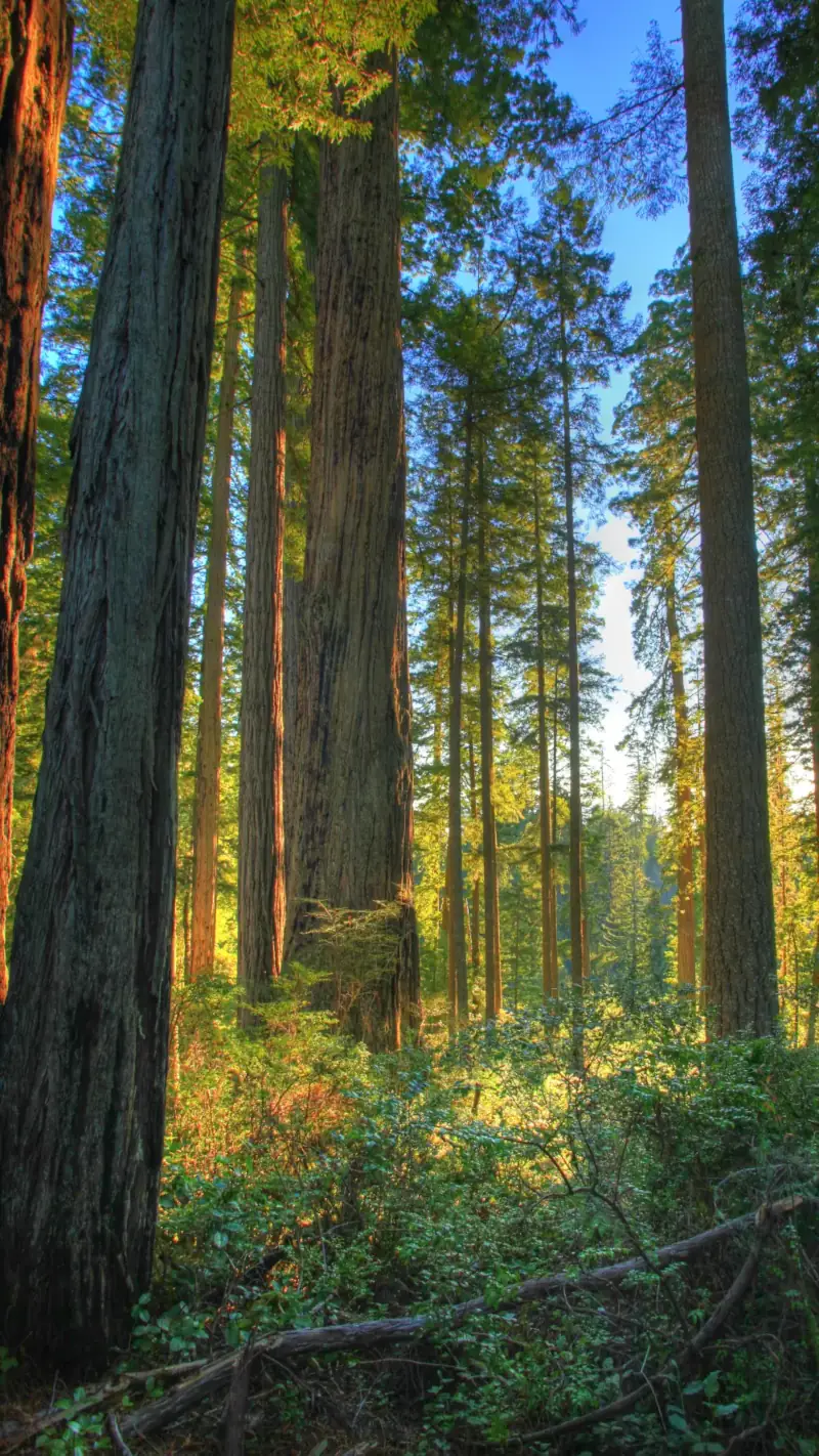 Forest