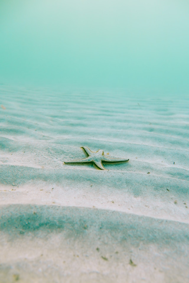 Etoile de mer