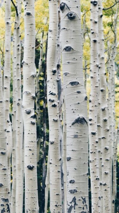 Arbres