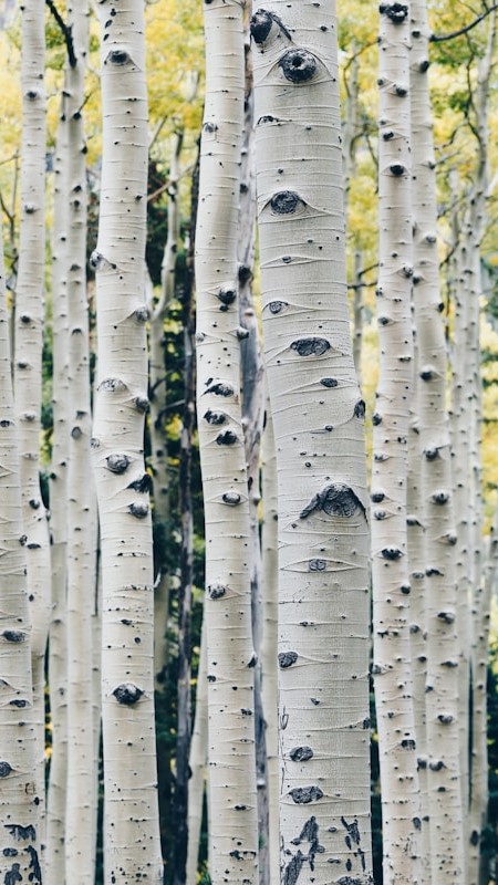 Arbres