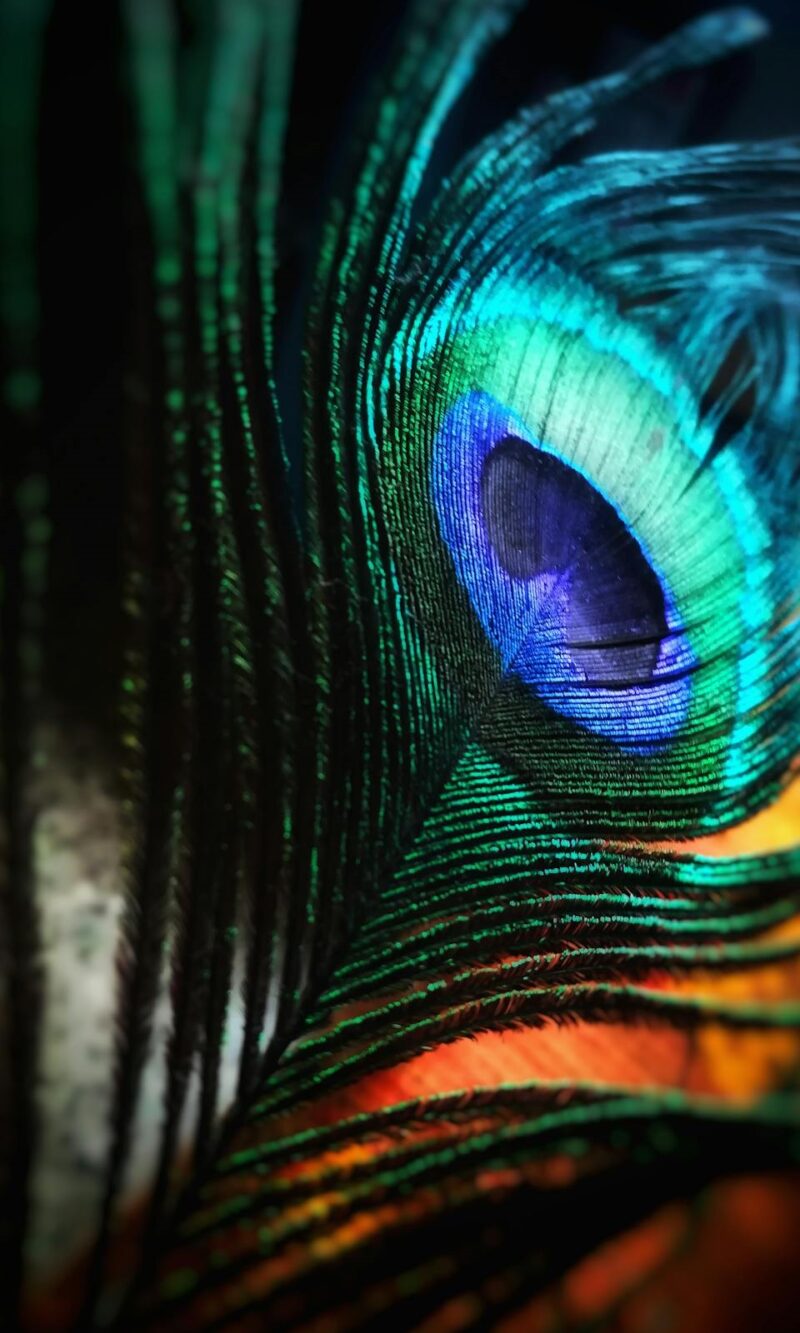 Peacock feather