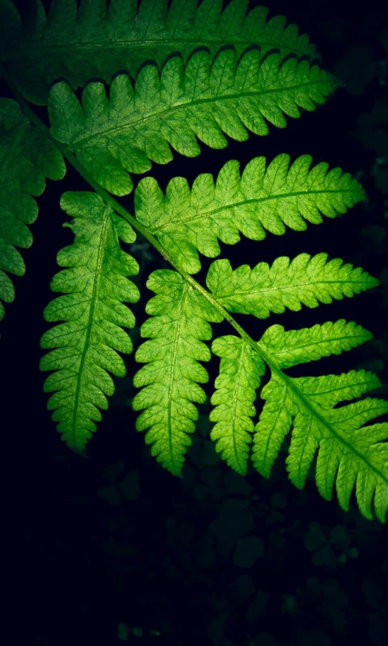 Leaf