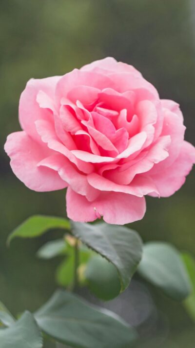 Fleurs