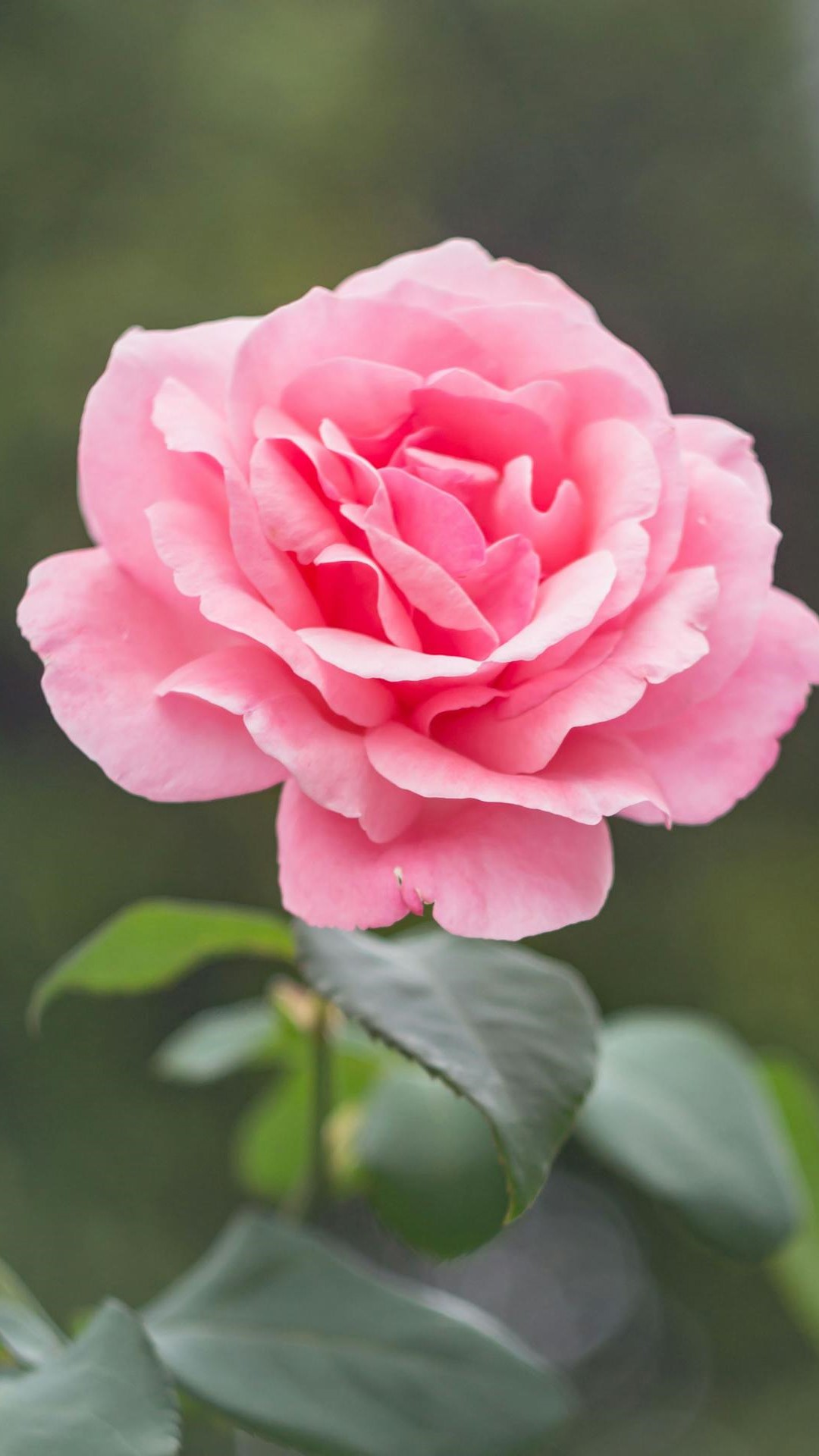 Fleurs