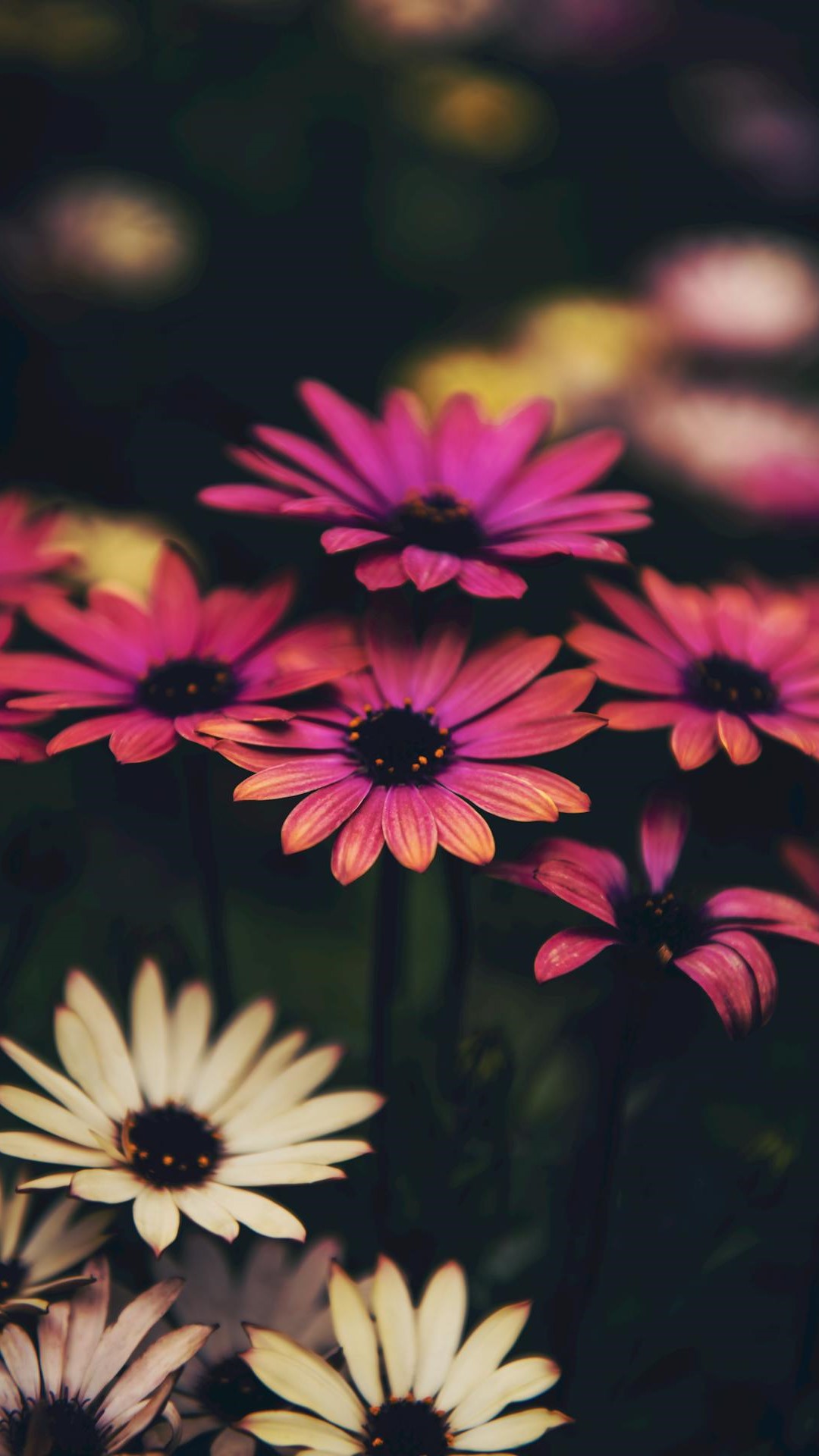 Fleurs