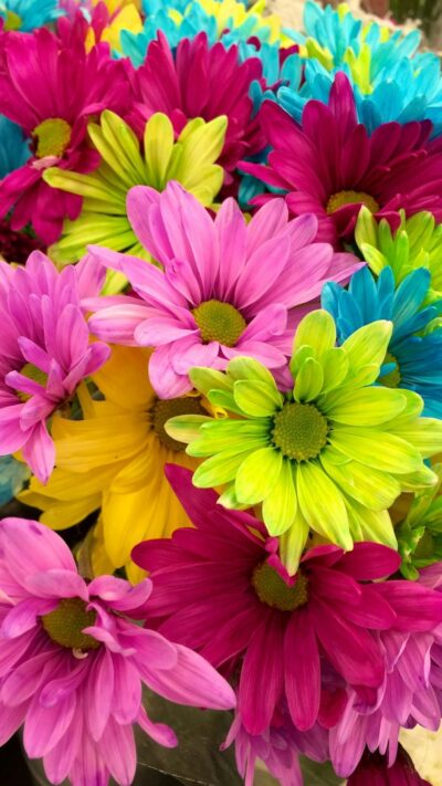 Fleurs