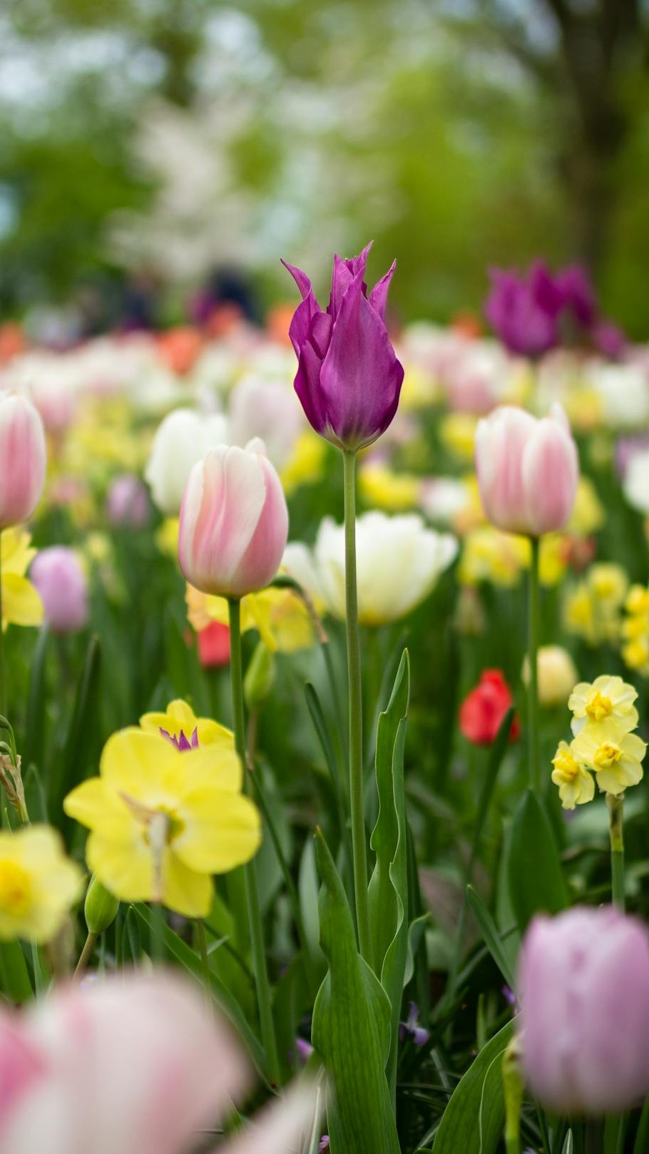 Tulips