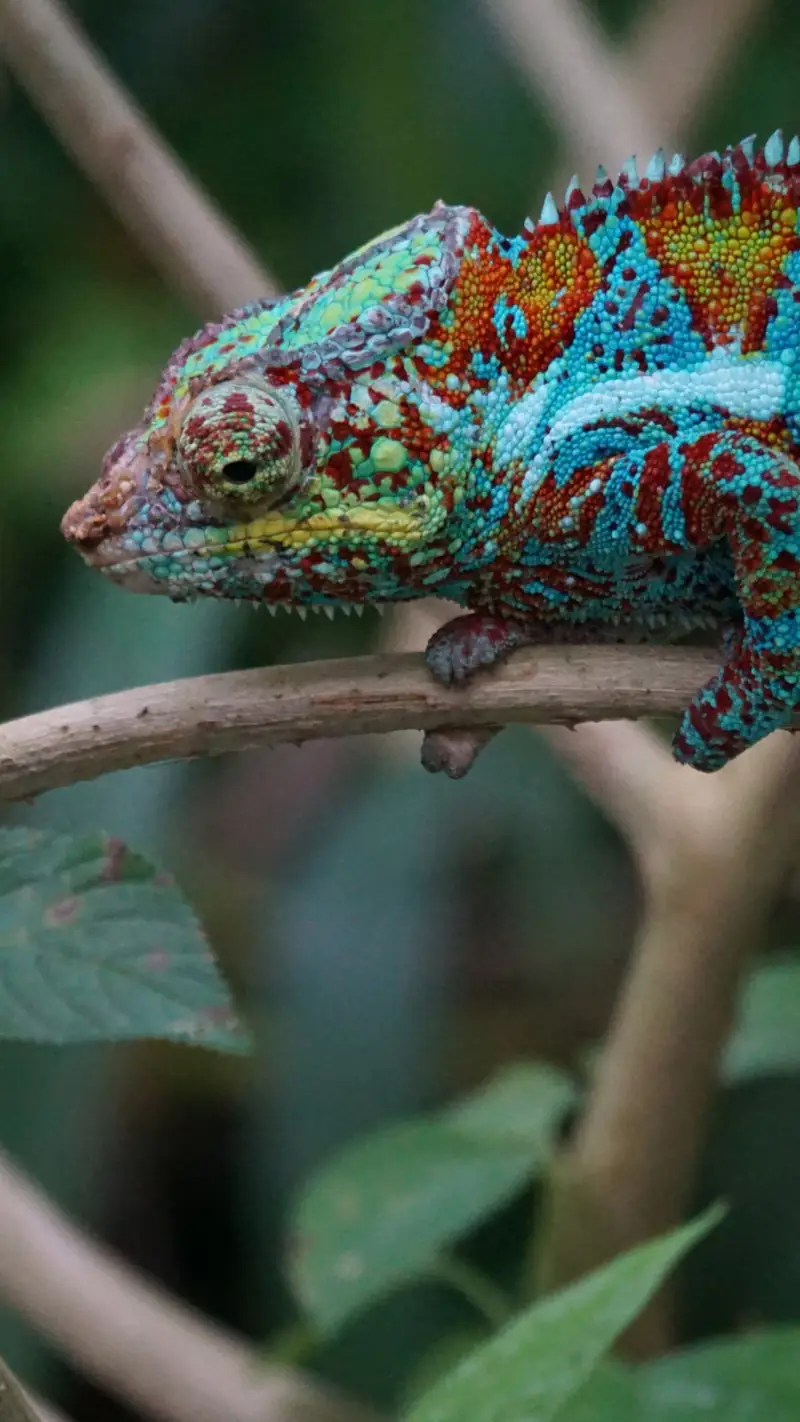 Caméléon