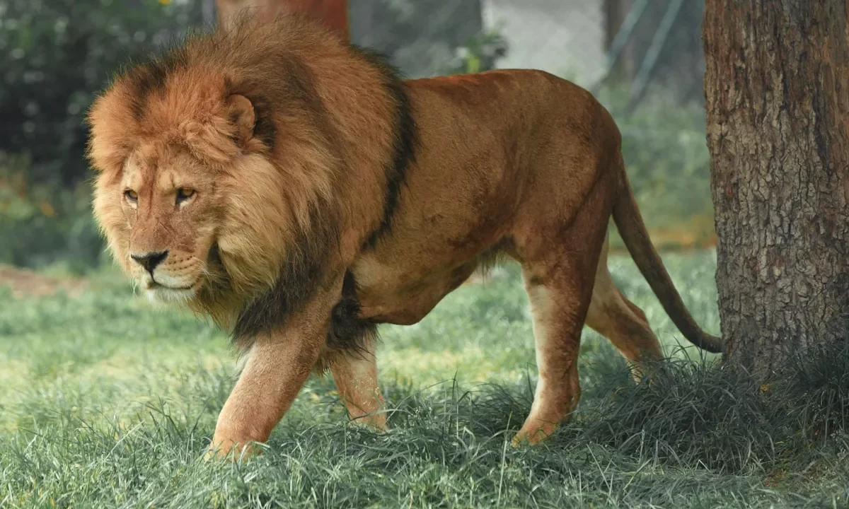 Lion wallpaper