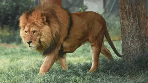 Lion wallpaper