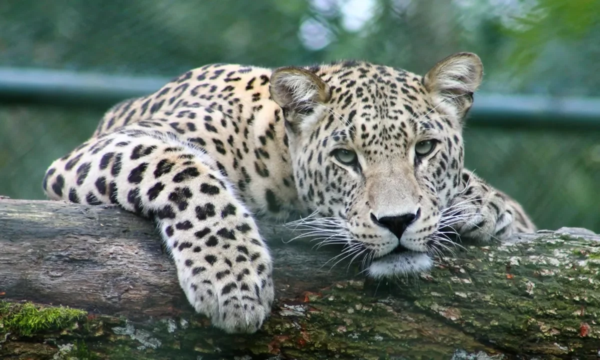 Leopard wallpaper