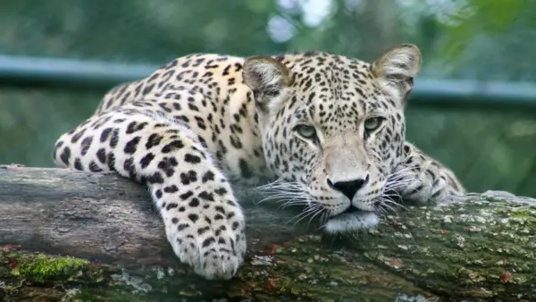 Leopard wallpaper