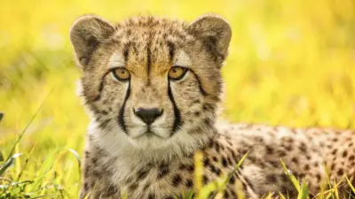 Leopard in the wild wallpaper HD 4K for desktop