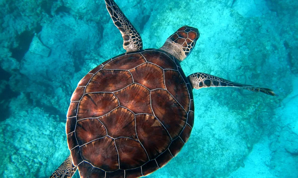 Tortue