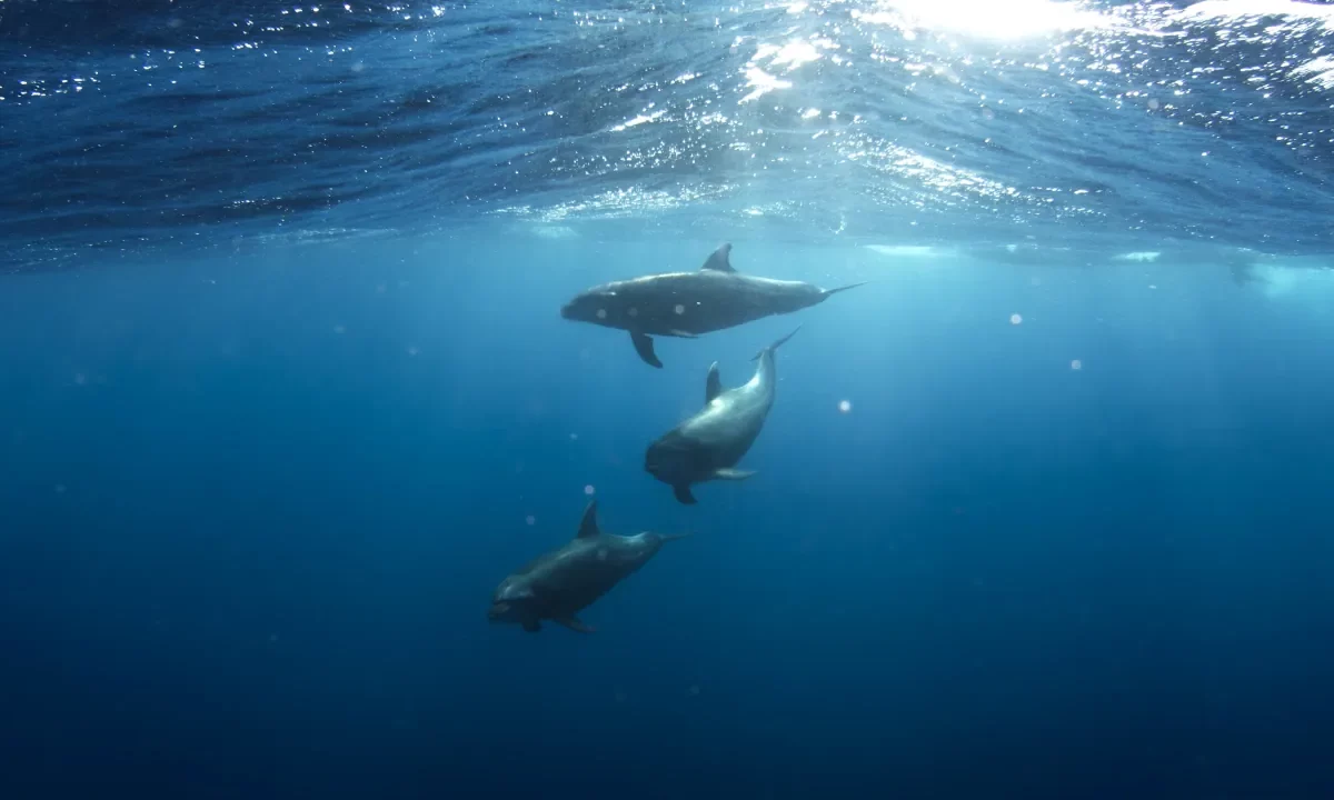 Dolphin wallpaper