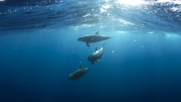 Dolphin wallpaper