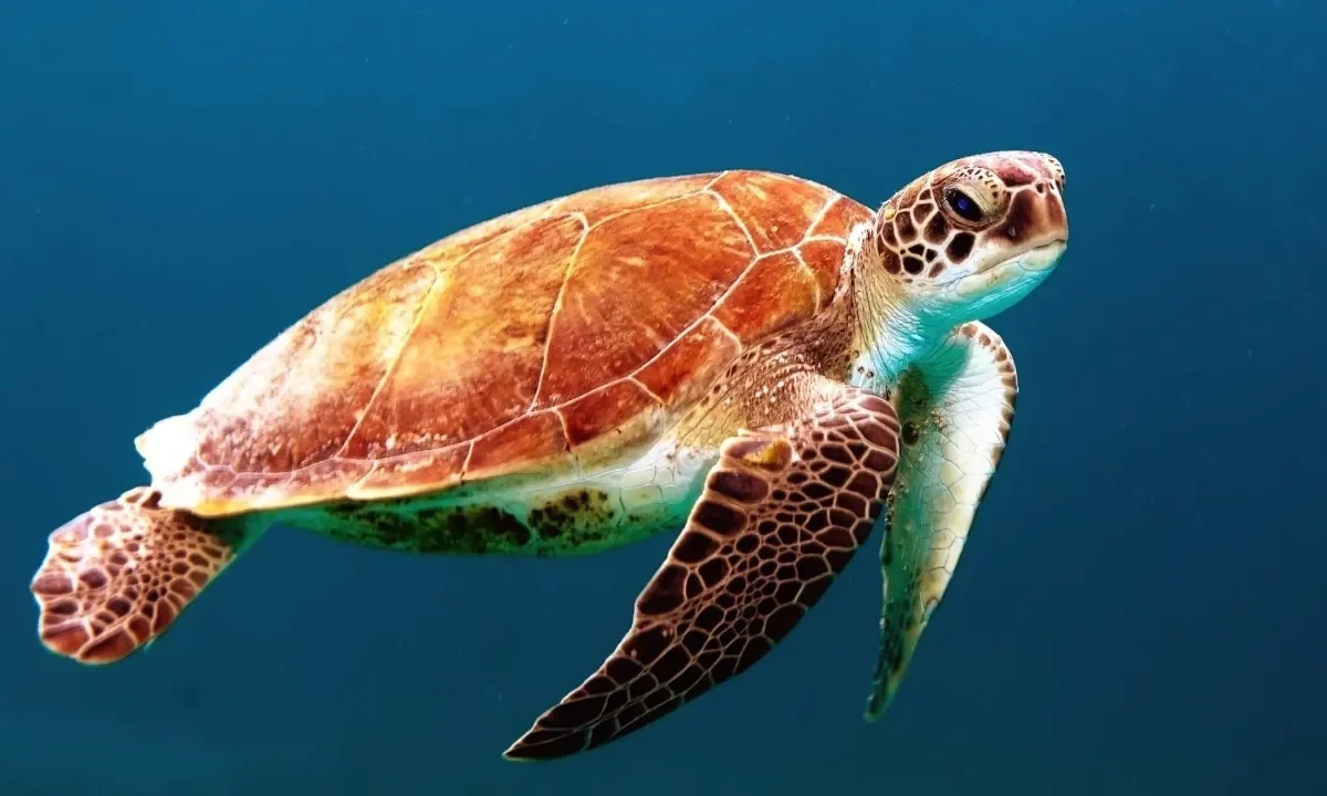 Tortue