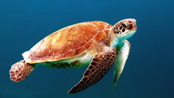 Tortue