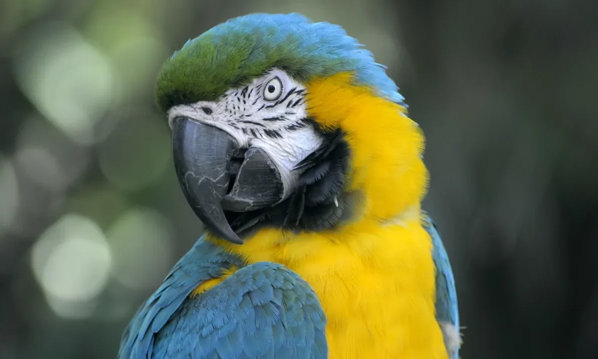 Parrot wallpaper