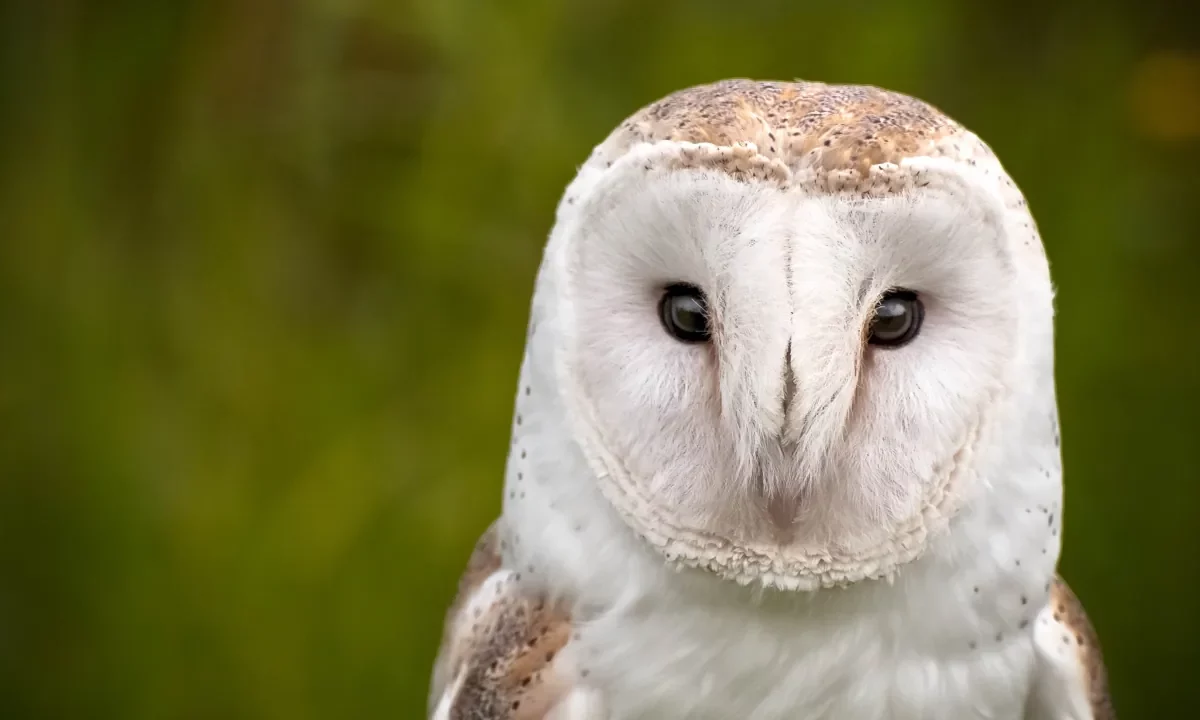 Barn owl