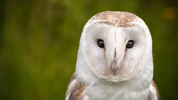 Barn owl