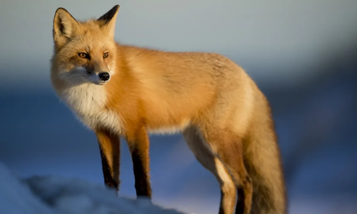Fox in the snow
