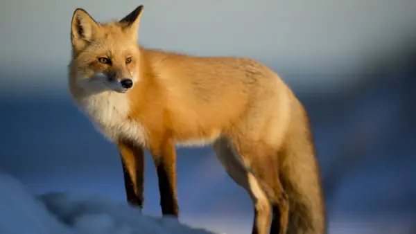 Fox in the snow