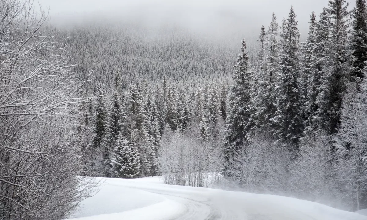 Neige