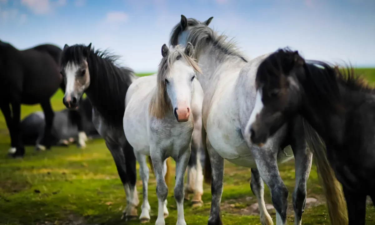 Horses wallpaper