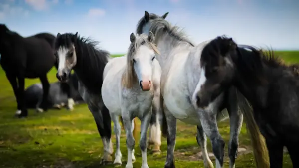 Horses wallpaper