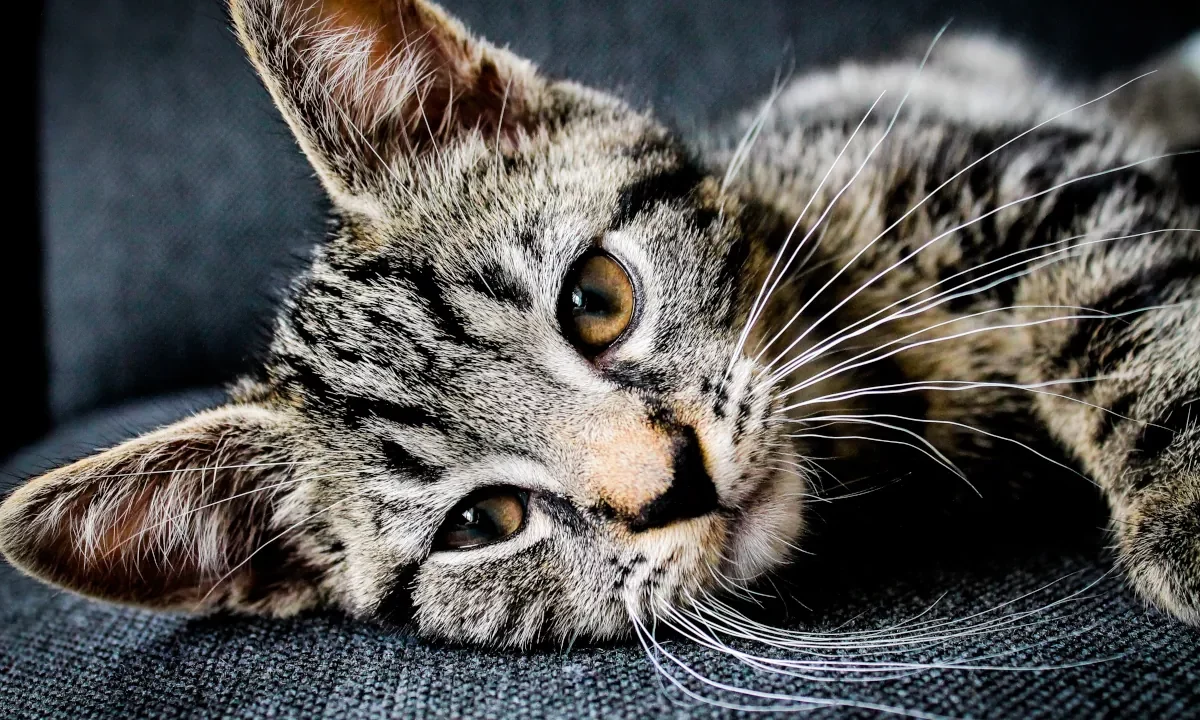Cat wallpaper