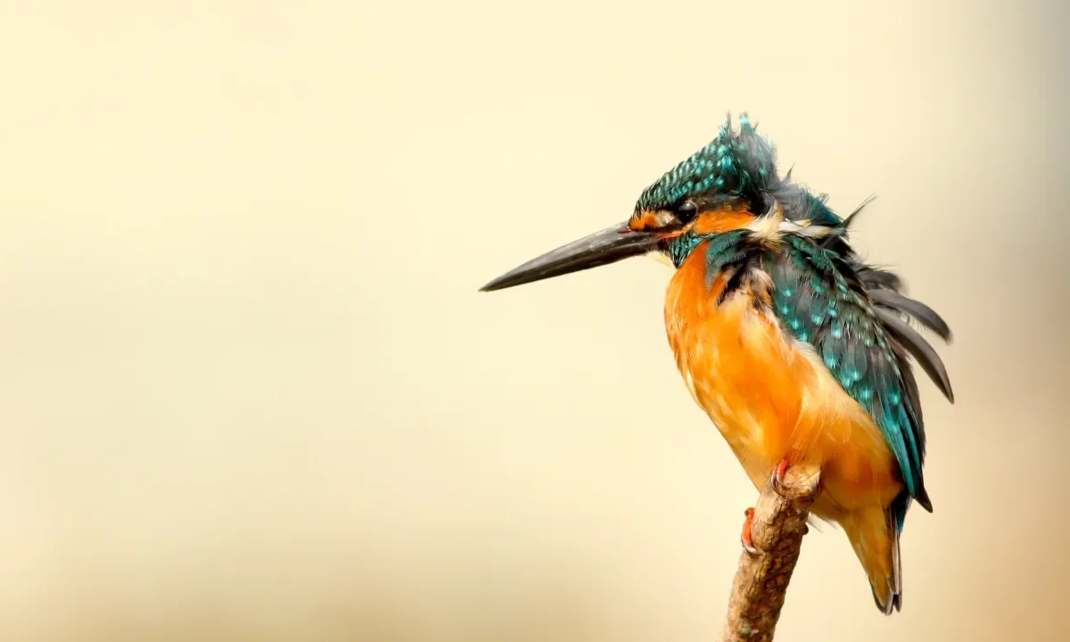 Bird wallpaper