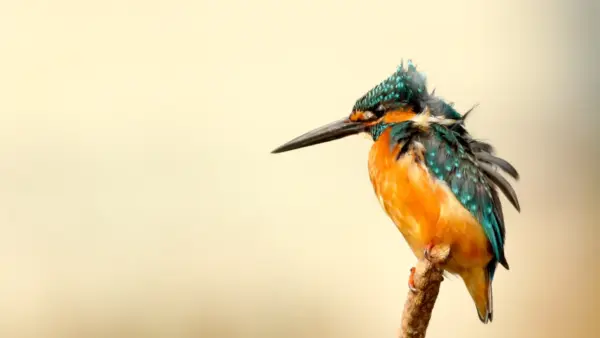Bird wallpaper