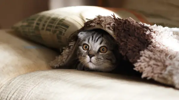 Cat wallpaper