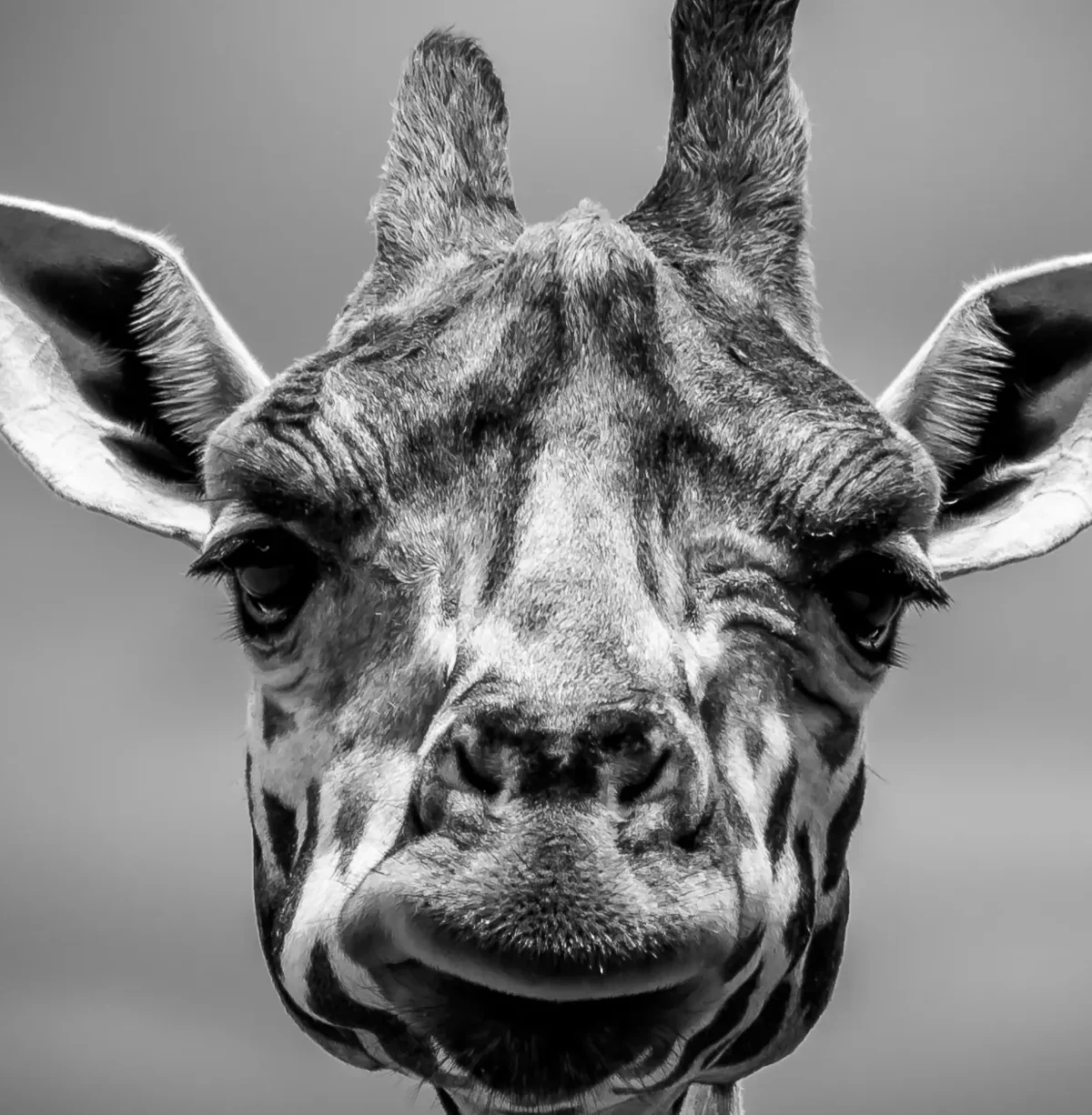 Girafes