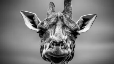 Girafes
