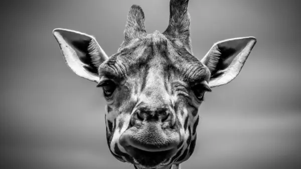 Girafes